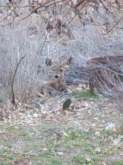 IMG_20130316_164955.jpg